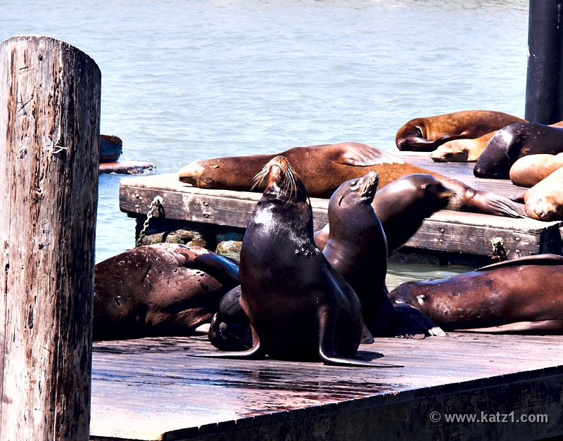 Fishermans Wharf 1